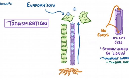 27.GCSE Biology - Transport in plants - Translocation (Phloem) and Transpiration
