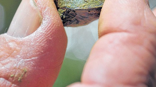 California boat owners must buy mussel fee sticker at DMV