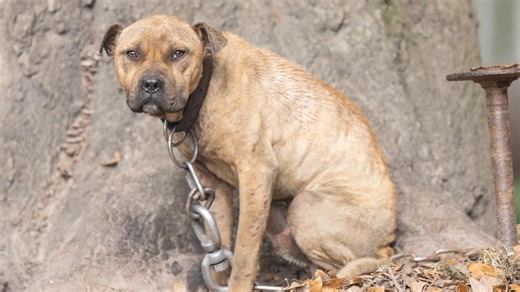 Why dogfighting busts like SC's recent rescue of 150 dogs could become more common