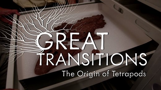 Great Transitions: The Origin of Tetrapods