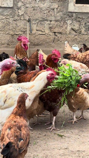 Stop Buying All Your Chicken Feed! 🌿🐔 Use Farm Greens & Grasses Instead! #Shorts