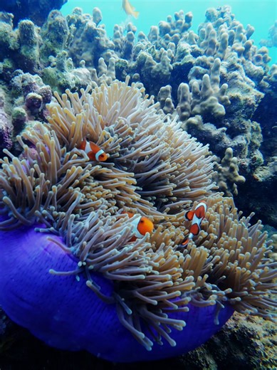 One of the best underwater views you can enjoy 🥹✨️ #freediving #diving #clownfish #anemone #nemo @djiphilippines @dji_official