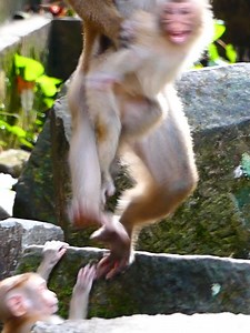 Monkey Magic on Reels