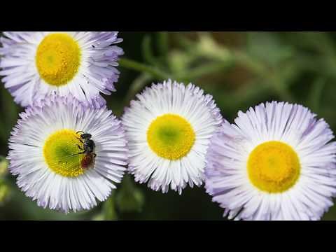 Polyploidy in Plants - Phlox and the Puzzle of Polyploidy