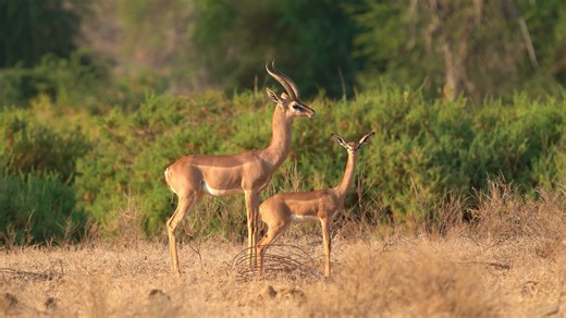 Close up views of the gerenuk, the 'giraffe-necked' antelope - Worldwide