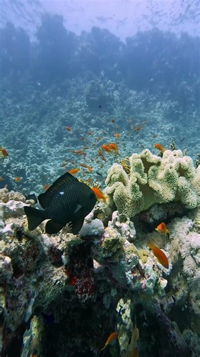 Life in a Coral Metropolis 🐠 #nature #underwater #ourunderwateruniverse #reeffish #coralreef