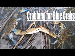 We've Found the Perfect Blue Crab Bait... Our traps are loaded