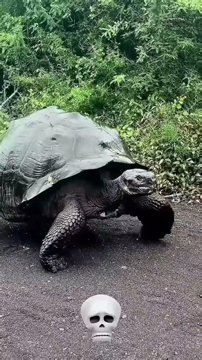MAGIC Animal Transformations! 🔥