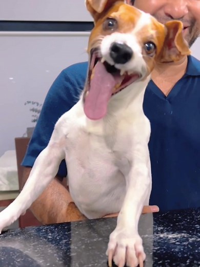 Dog Laughing: Hilarious Moments with Canine Comedians