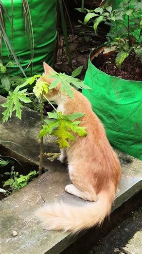 Pets 😍 # #adorable #cute #cuteanimals