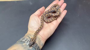 Our Baby Brazilian Rainbow Boas are now ready to go to new homes! 🌈🐍🤩 Not only do these guys get more orange with age & size, but as the name suggests, they have a lovely rainbow iridescence that just gets better 🧡🌈😍 #brazilianrainbowboa #brazilianrainbowboas #rainbowboa #rainbowboas #rainbowboasofinstagram #epicratescenchria #boa #Boas #boas #boasnake #boid #boidae #snake #snakes #reptile #reptiles | Exeter Exotics