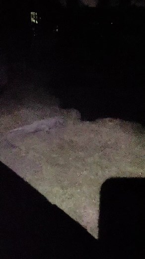 Alligators' Eye Shine at Night Revealed