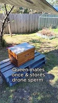 Beekeeping Tips: splitting nucleus hive to create a new colony | Part 9 with Bee Mentor