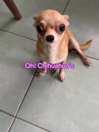 Oh! chihuahua’s on TikTok