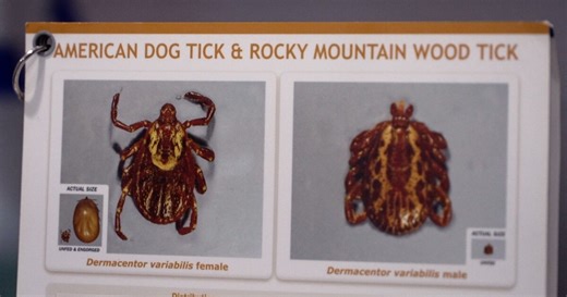 Ticks remain active in West Michigan during cold months, expert advises year-round prevention