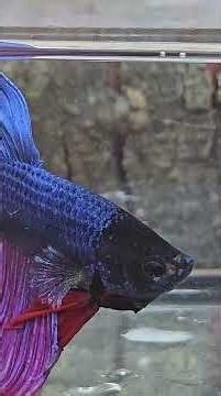 The Wild Bettas : Life of Wild Bettas #betta #bettafish #aquariumlife #aquaticlife #fishkeeping