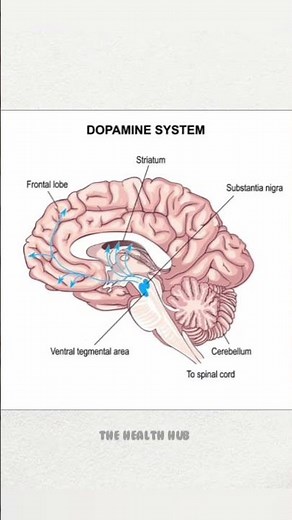 Dopamine System In The Brain.