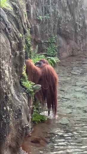 Meet Pongo pygmaeus: The Forest Genius of Borneo 🦧🌳 #animals #indonesia #kalimantan
