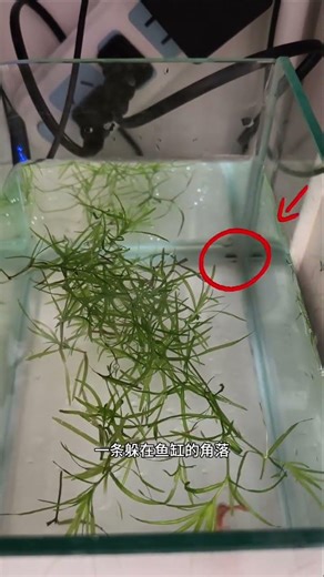 Tiny Guppy Babies: Watch Them Born & Grow