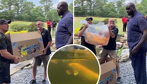 Shakoi O'Neal! Shaq Now Owns A Massive Koi Shipped In From Japan, Names It 'Charles Barkley'