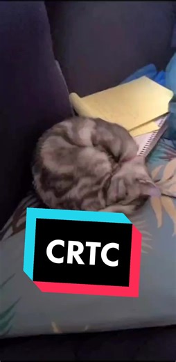 Kipo? Kipo I'm shook. #cc #crtc #cltc #catroll #catloafcheck #catsoftiktok #fyp #cat #pet