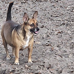 Riverview, FL - Chihuahua. Meet Arnie a Pet for Adoption - AdoptaPet.com
