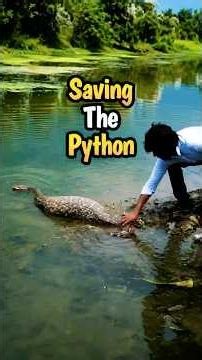The python ate the calf and was then surrounded.#animalworld #python #snake #usa