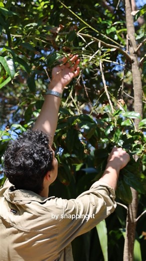A tangy bush tucker treasure 💙 The Blue Quandong (Elaeocarpus angustifolius) is one of Australia’s most intriguing native trees from the rainforest regions of Queensland and New South Wales. It produces fruit that starts out rock-hard, only to soften and develop that zingy, sour punch after being buried in sand. In this video, First Nations Educator Lachlan shares how this remarkable tree has been used for generations by Aboriginal people, from bush tucker traditions to its influence on culture