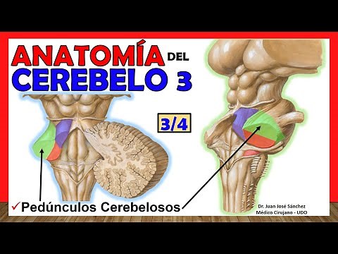 🥇 Anatomía del CEREBELO 3/4. (Pedúnculos Cerebelosos) ¡Explicación Sencilla!