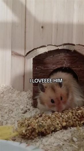 My hamster simba#Foryoupage #viral