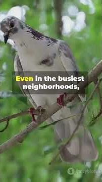 White Tern: Hawaii's Peaceful Messenger #wildlife