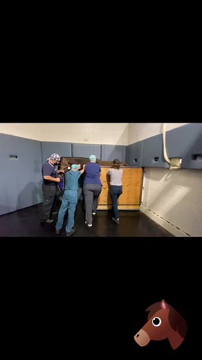 Elective surgery beginning to recovery #equinevideo #canada_life🇨🇦 #veterinarian #surgery #foryoupage #horsesontiktok #vibes #canadian