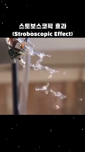 더인포 on Instagram: "스토보스코픽 효과 (Stroboscopic Effect) #animal"