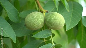Walnut in the peel on branch. Green walnuts on the tree branch in garden. Walnuts on the branch. Nuts on the tree. Unripe walnuts