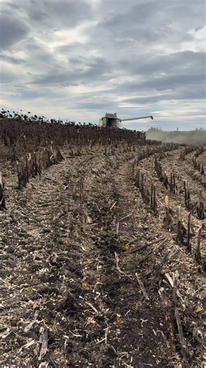 Кайфую від такого процесу‼️ #claas #lexion #harvesting | Roman Shnurovskyi