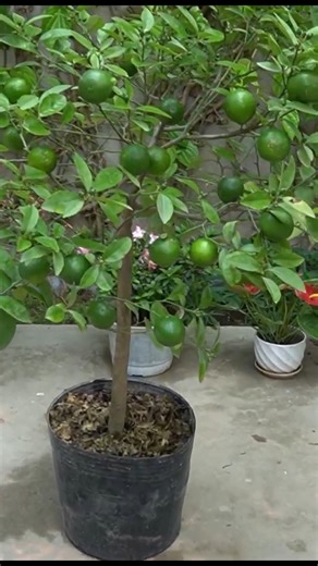 How to Grow Lemons Easily at Home US Europe Simple Tips | H&H Gardening World
