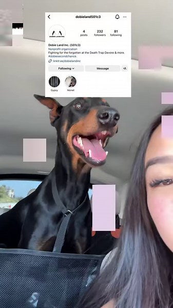 Join a rescue mission to save a sweet Doberman