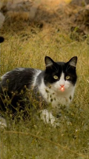 Cat playing laser light #short #cat
