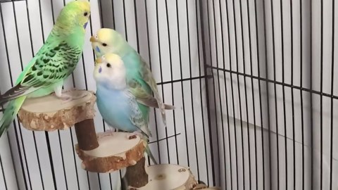 Bird Platform Perch Playground for Budgie Parakeet, Cage Natural Wood Play Stand Parrot Flat Perches for Large Birds, Birdcage Ladder Climbing Toy 4 Step