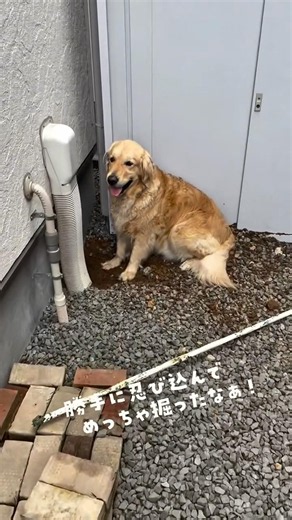静かな時は穴掘ってる時🪏 #ゴールデンレトリバー #大型犬のいる生活 #goldenretreiver #大型犬と子供