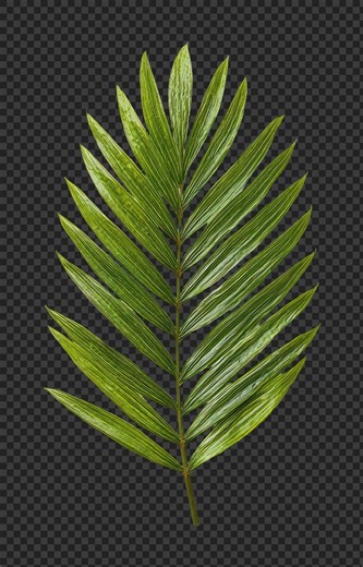 Download free png of PNG Tropical palm leaf isolated. by Pinn about png, texture, leaf, plant, and shadow 26756081