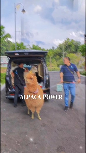 They are truly cute and amazing ! #alpacajoymalaysia #AlpacaRental #alpaca | Alpaca Joy Malaysia