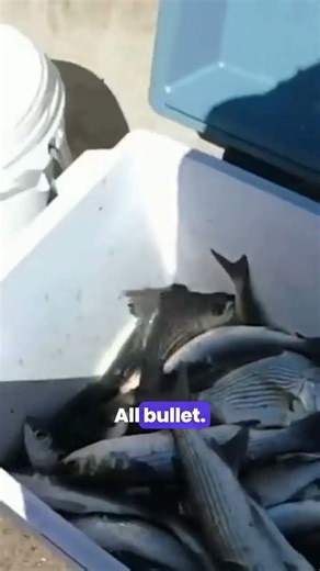 Illegal cast netting for snook