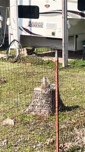 Yorkshire terrier dog tracks her owner down like a scent hound