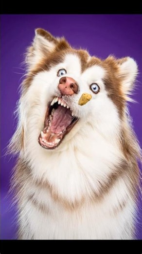My dog cant catch treats