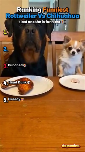 Ranking Funniest Rottweiler Vs Chihuahua Moments 😂
