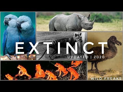 Animals That Have Gone Extinct in the Last 100 Years
