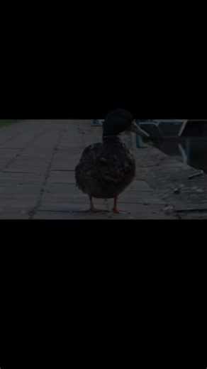 Annabell Modrow on TikTok