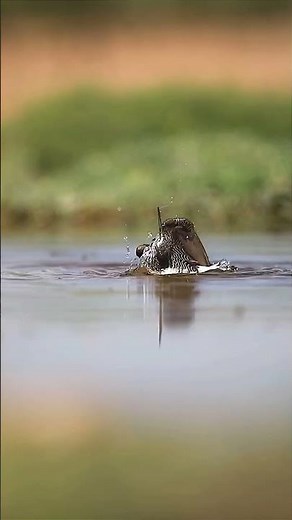 💧 The Green Sandpiper – calm elegance on still waters 💧