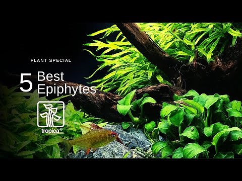 Top 5 Best Aquarium Plants to Attach to Wood/Rock